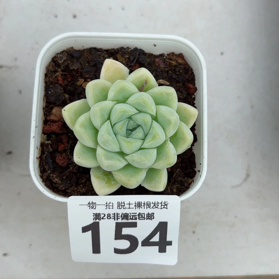 阿尔卑斯月影无盆土发货