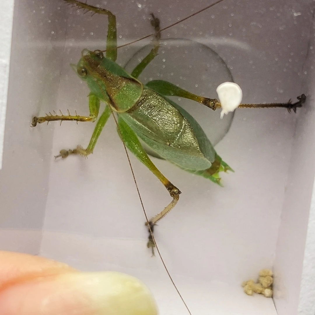 大扎嘴哈哈哈哈哈哈哈