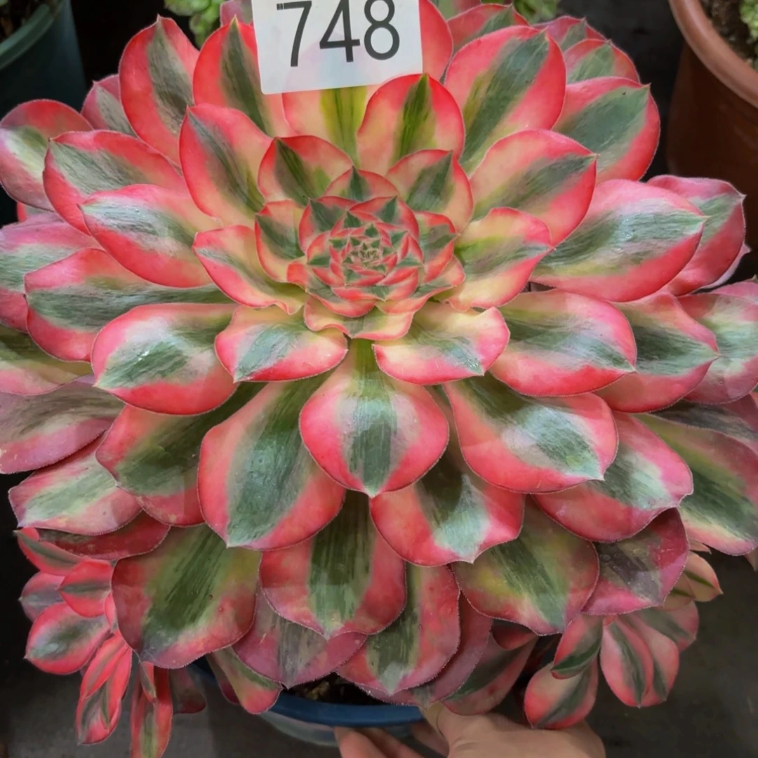 748多肉植物爱丽丝特价