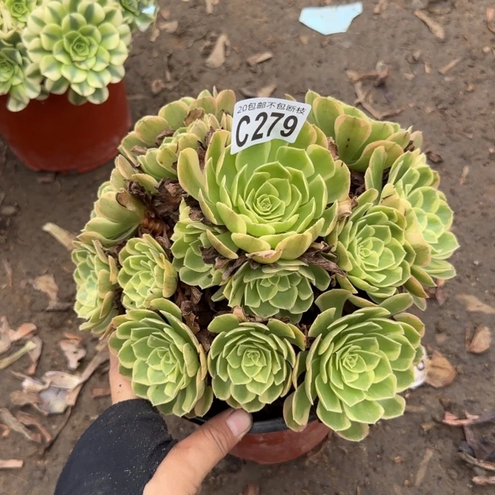 奶白……多肉植物……