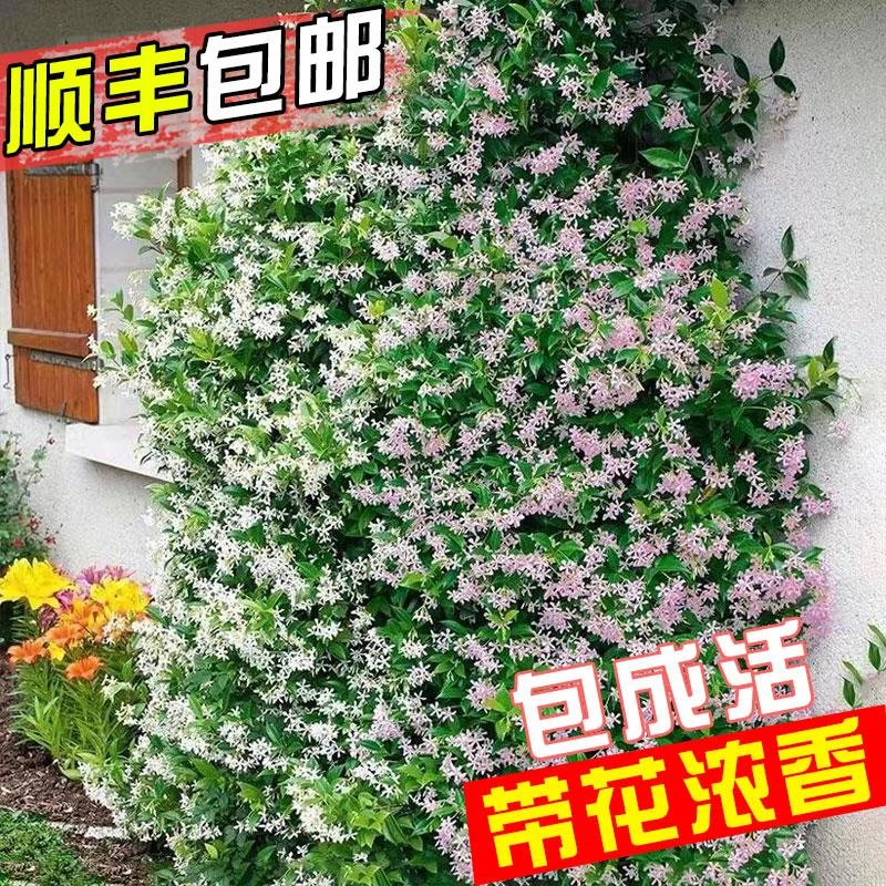 风车茉莉爬藤植物盆栽茉莉花大苗垂丝茉莉带花苞四季开花阳台植物