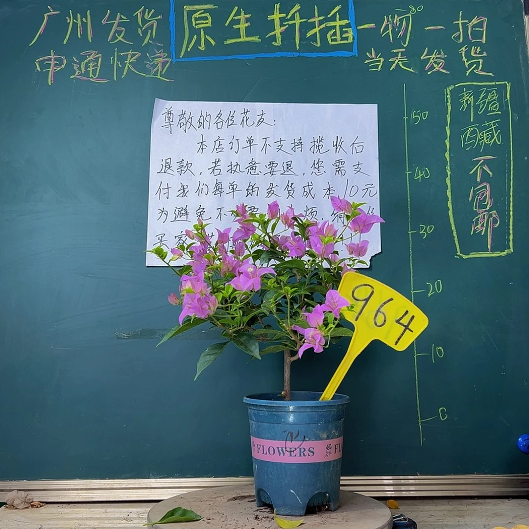 当前无花栽培后可以开花巴西紫964