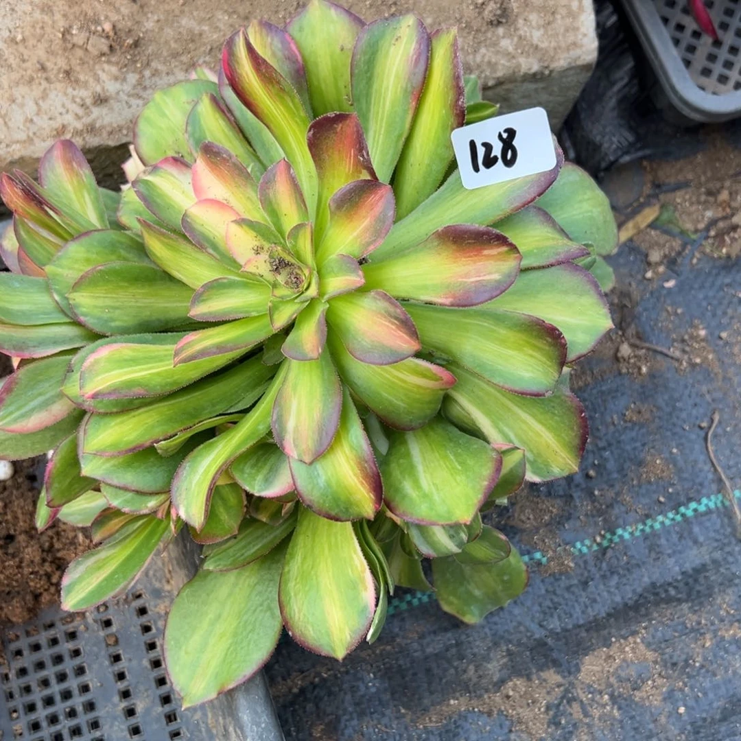 128韶秀七彩多肉植物山东
