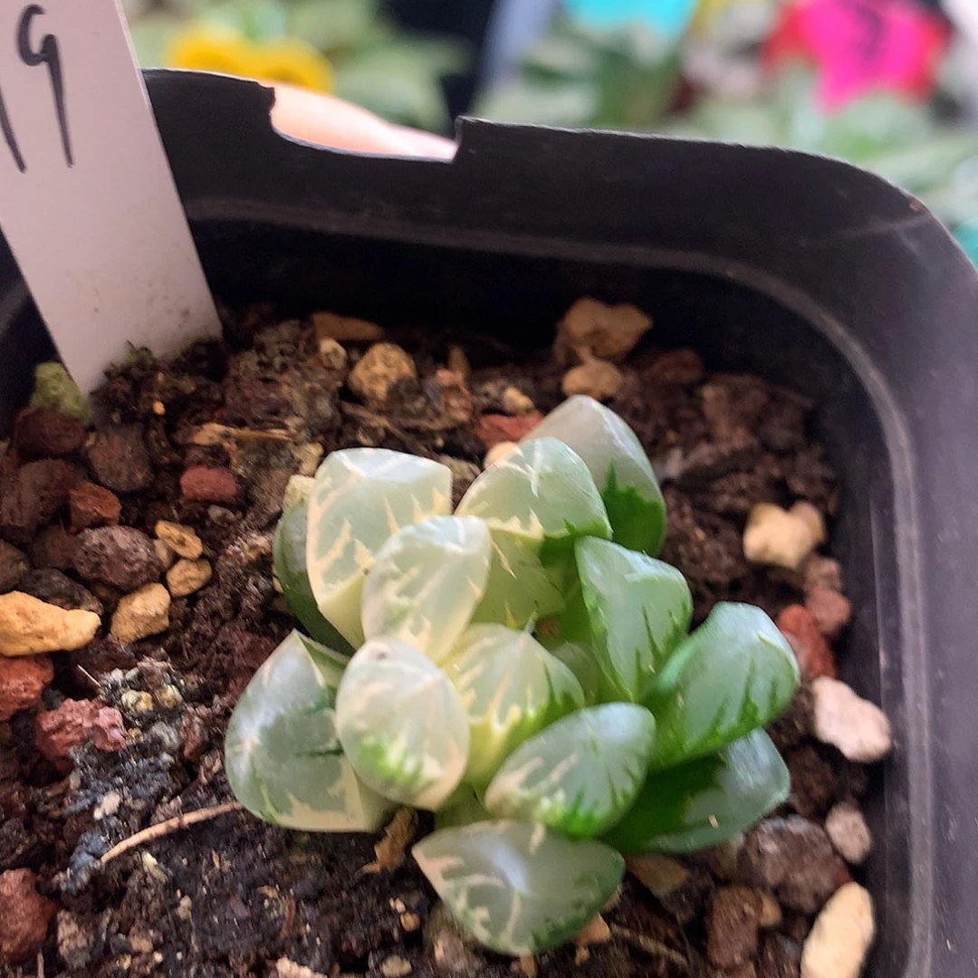 玉露，一物一拍，欢迎
