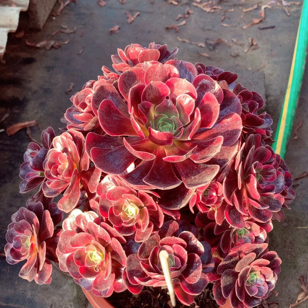 爱神捧花，多肉植物