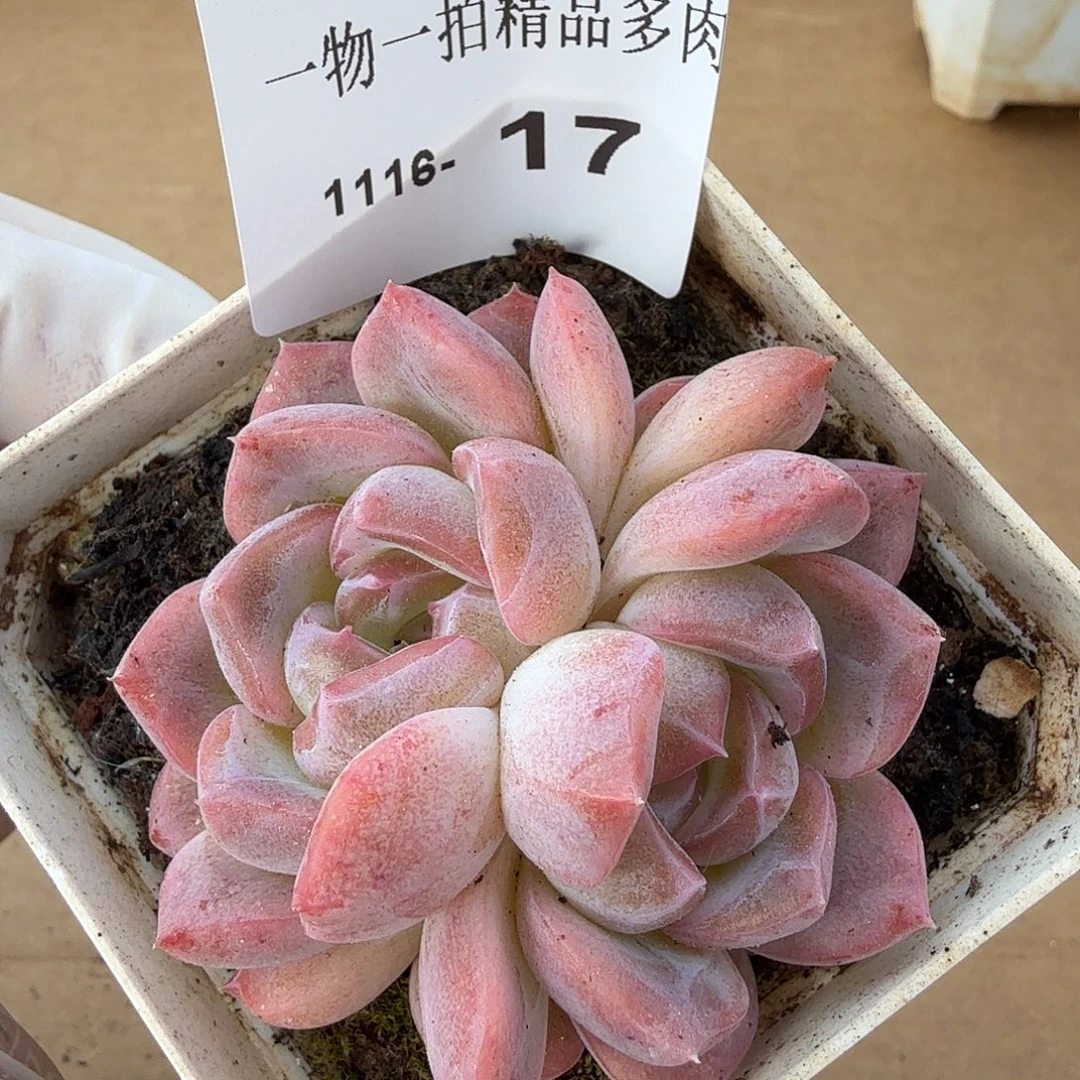 1116-17单颗多肉珍妮