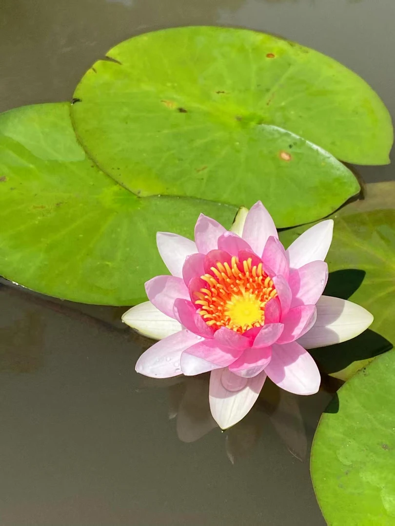 玛珊姑娘   睡莲耐寒香水大睡莲带芽发货庭院阳台水培种植