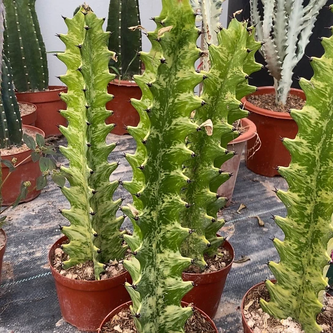 虎斑大戟一物一拍