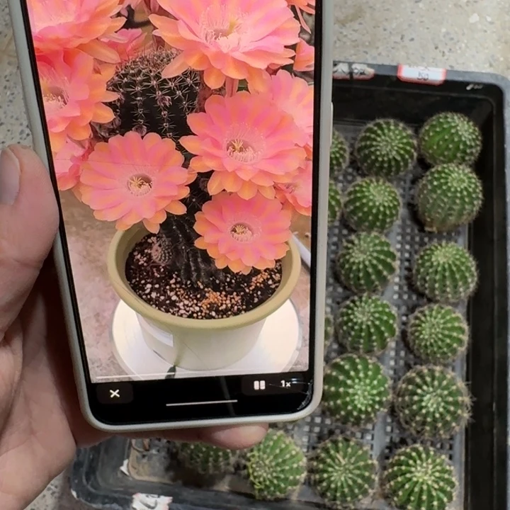 244彩草织女歪无根侧牙4公分左右，20包邮