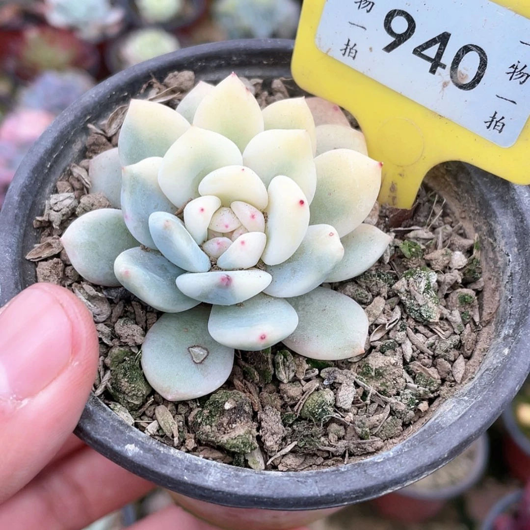 【闪购商品】棠*940号