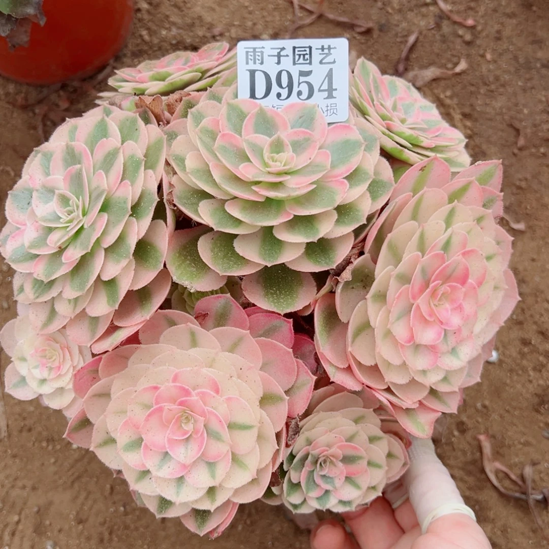 954倾城尺寸20左右