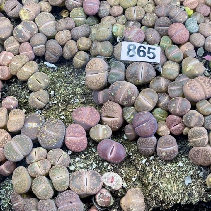 可***x865 生石花一物一图如图