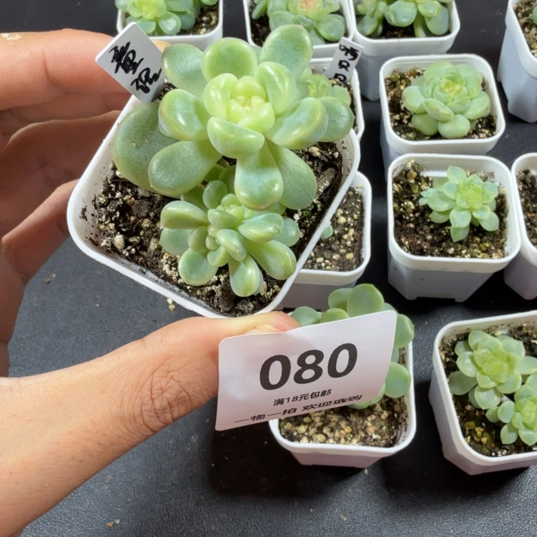 童话三头一物一拍080