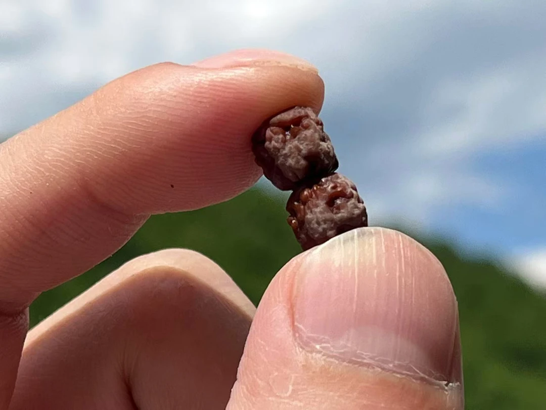 卓尔定制顶奢首发（盘龙佛手）全品毕业小金刚龙切佛手精品单圈长条