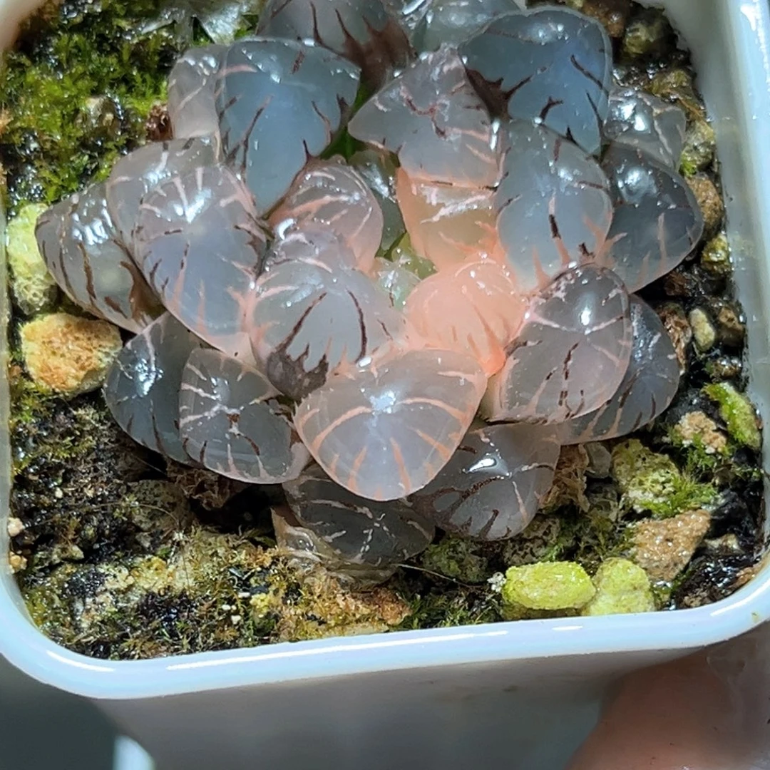 恭喜发财大吉大利4623