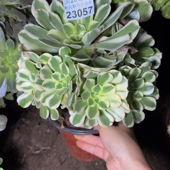 23057白凤多肉植物