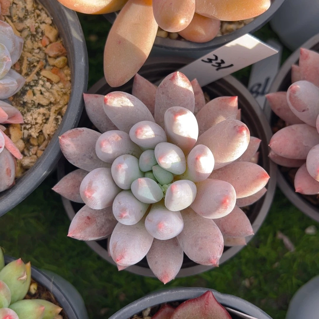 香玉的故事是一个人的故事