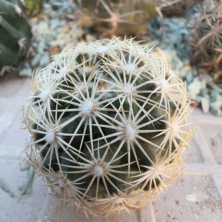 海胆丸。苗接落地。