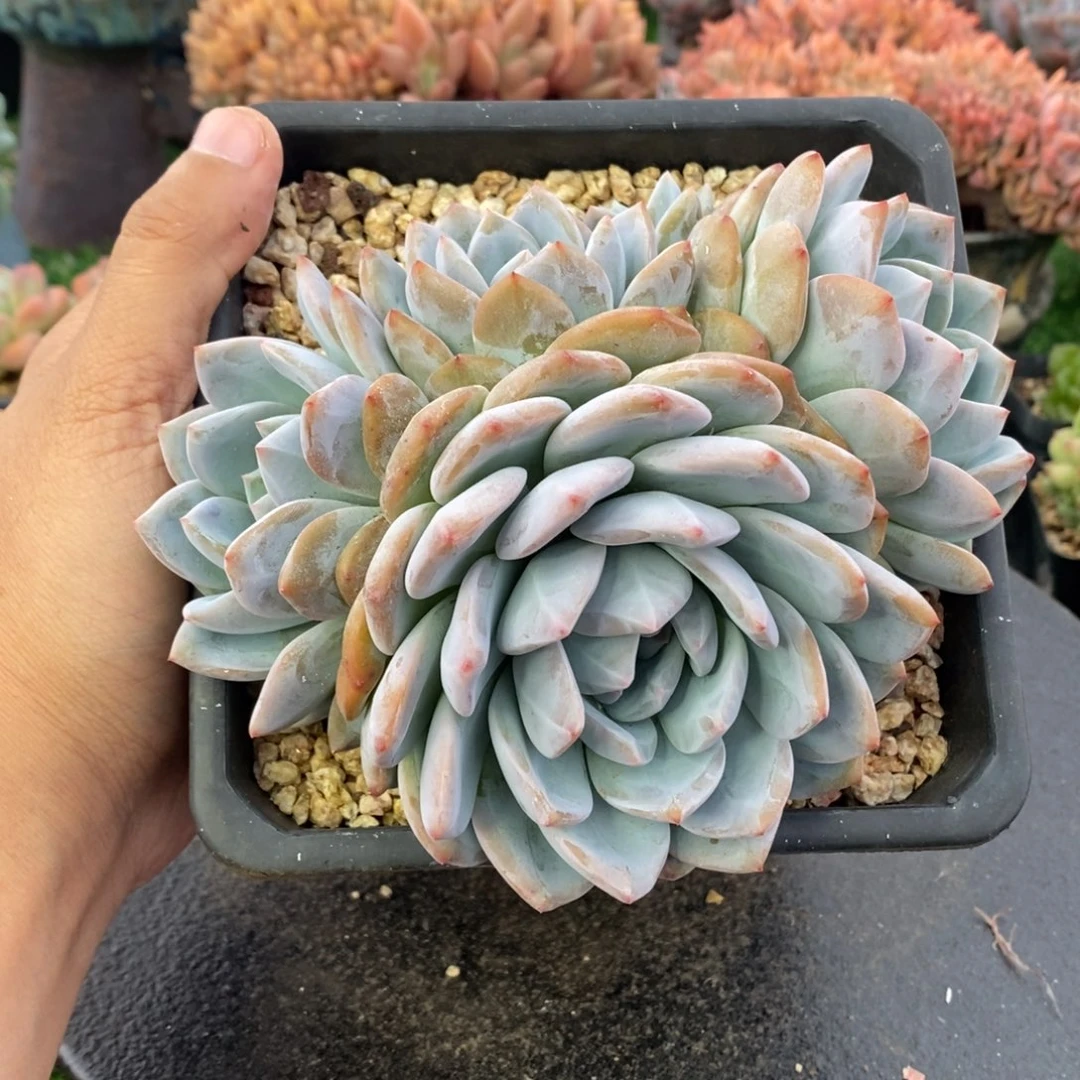 星影群生老桩无砍一物一拍