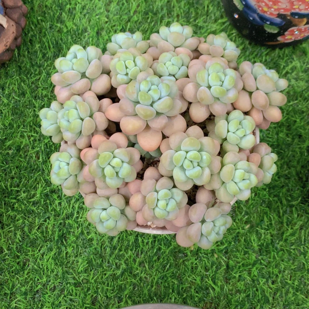 @****香水洛神多肉植物一物一拍