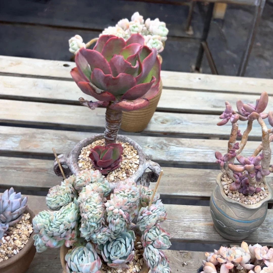 滚****滚两颗30 零零多肉植物