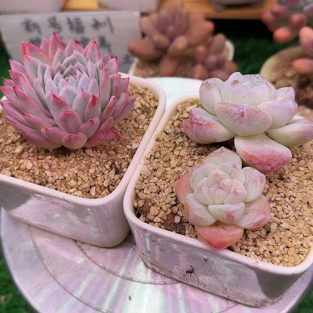 紫罗兰冰玉不带盆土发货