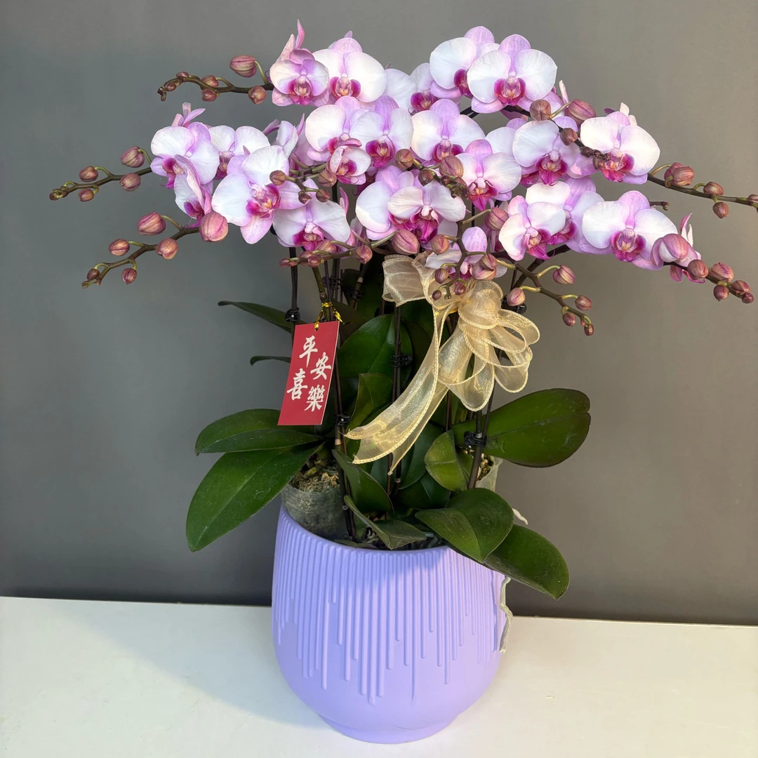 【豆蔻】蝴蝶兰花苗带花剑盆栽室内植物花卉四季好养活