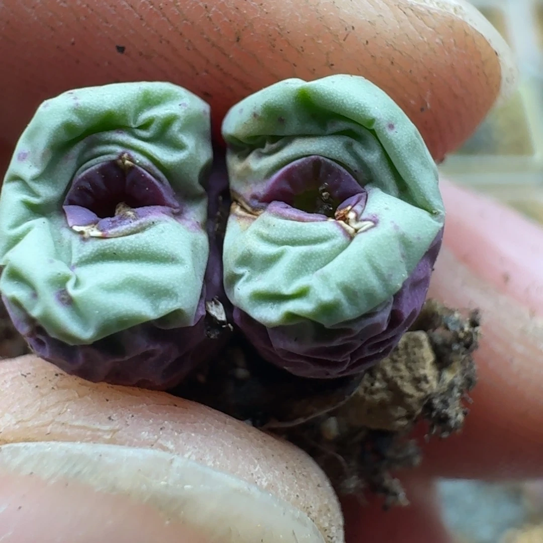 画****17-306p p p p p p p p