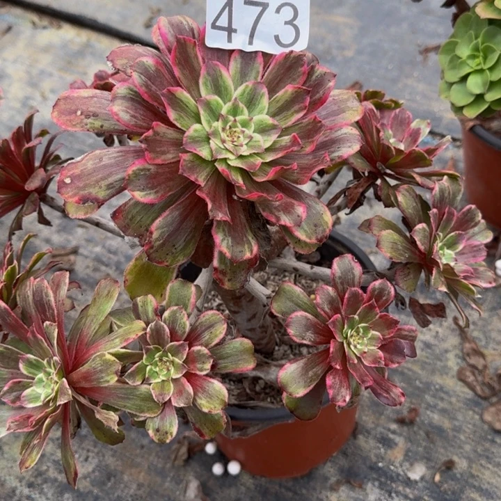 00000000000473油墨画