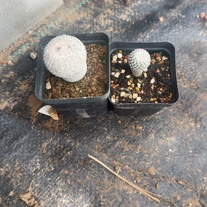 依***故月世界，金巧殿带盆