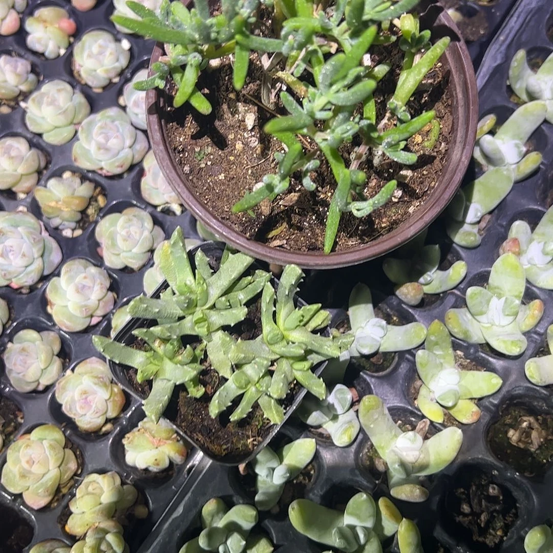 思***念枝干香蕉大盆香波