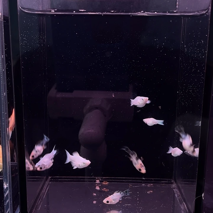 孔雀鱼三色5条瓷白5条