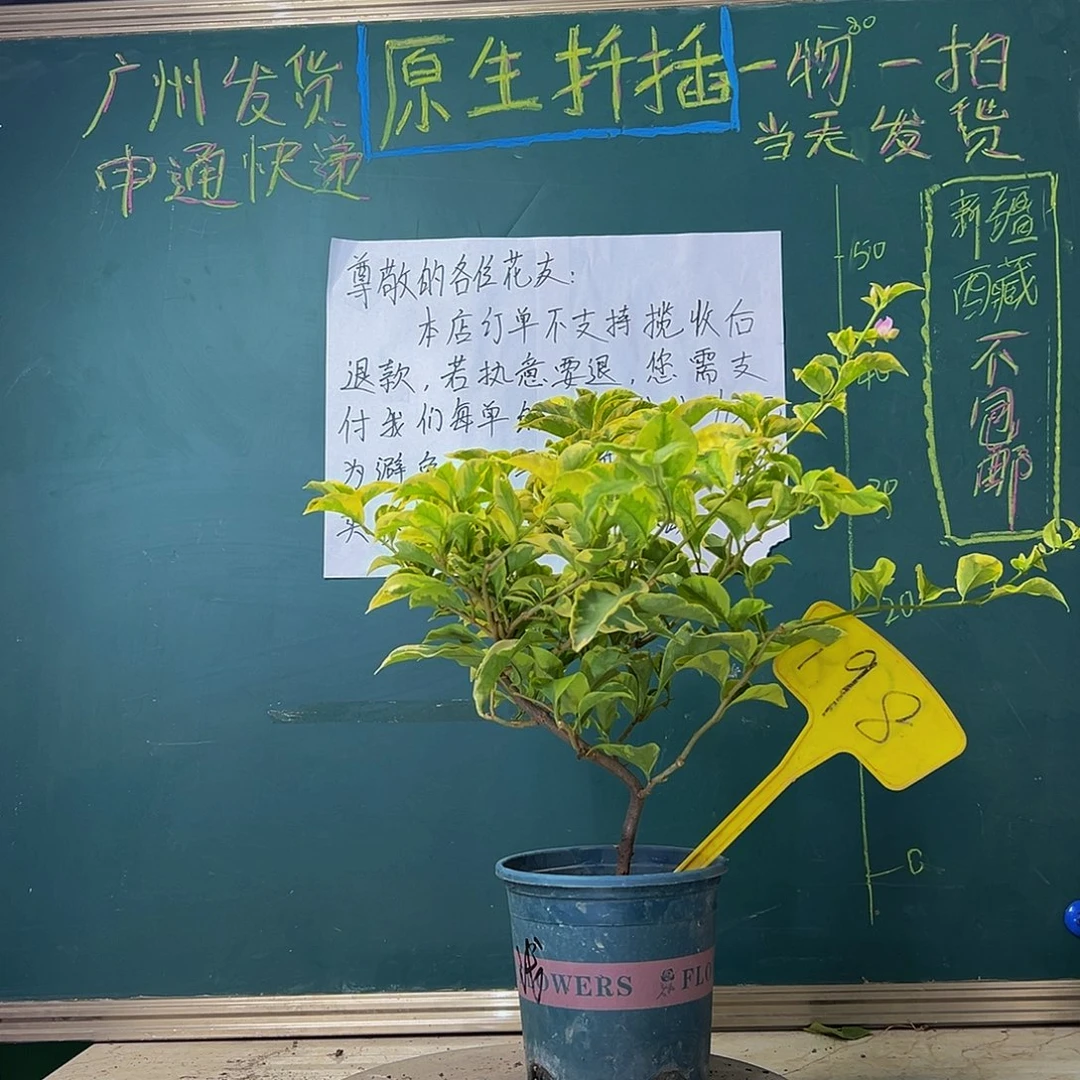 当前无花栽培后可以开花金边浅紫198