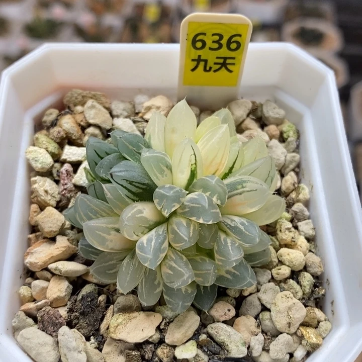 636号糊斑霓虹灯变异锦