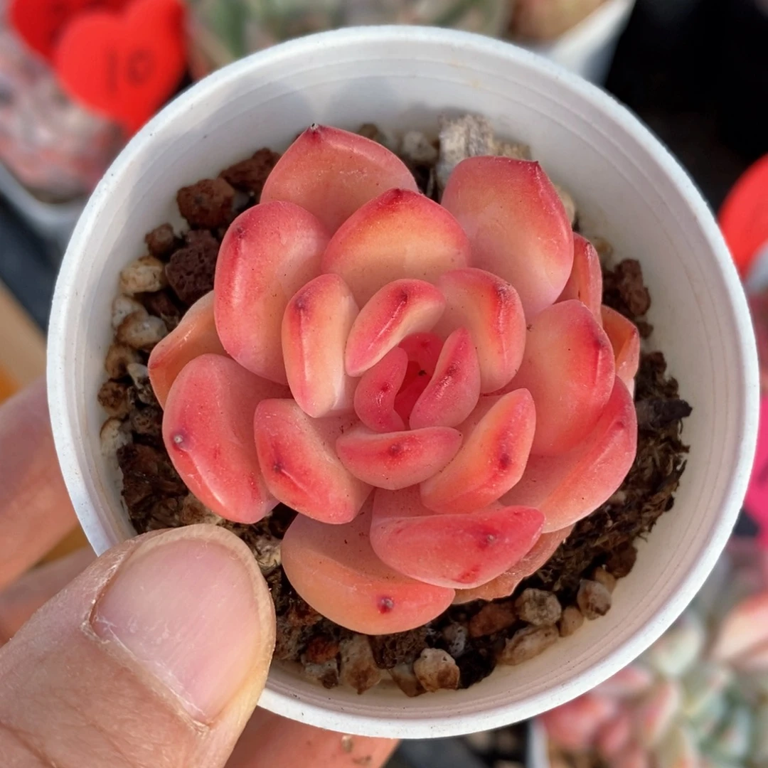 精品多肉一物一拍186