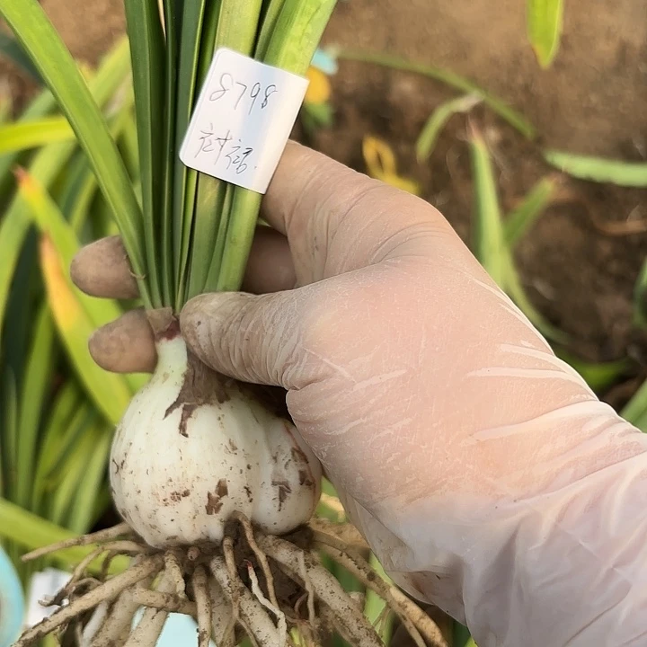 笑***?花瓣衬裙5左右带土8798