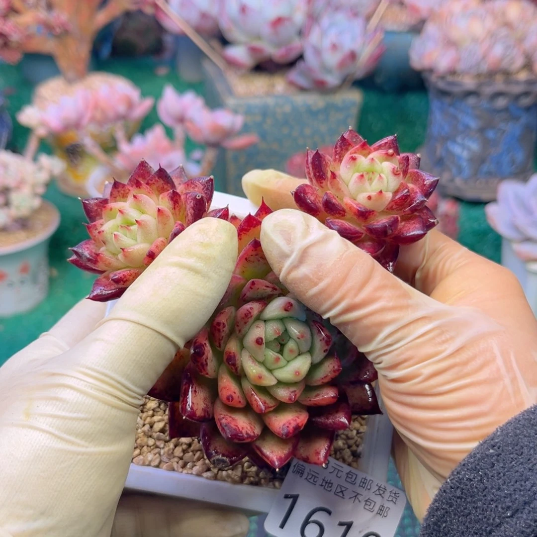 大1610:¥：¥。n x b n