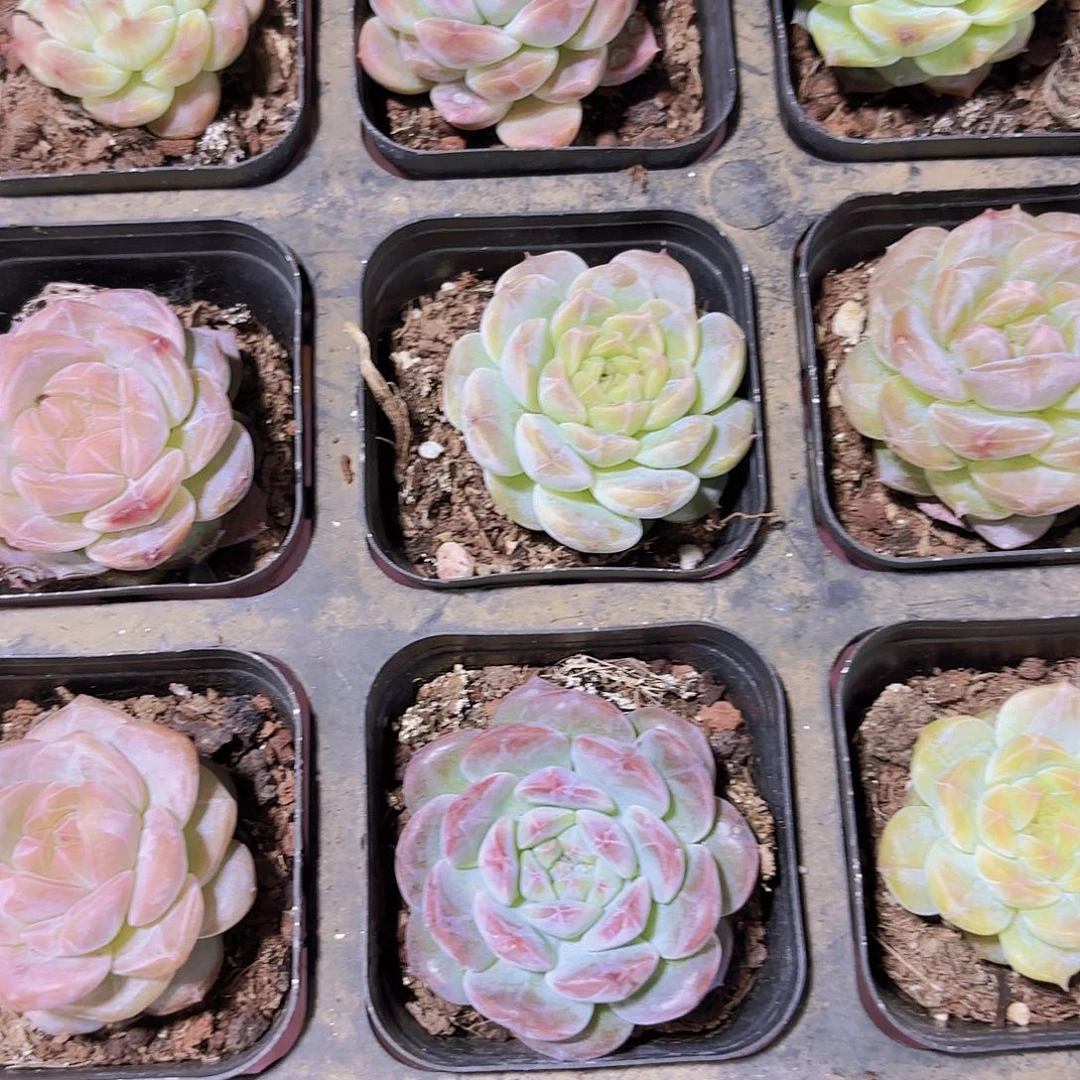 精品糖心暗纹系列多肉植物