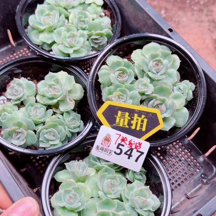 多肉植物多肉植物