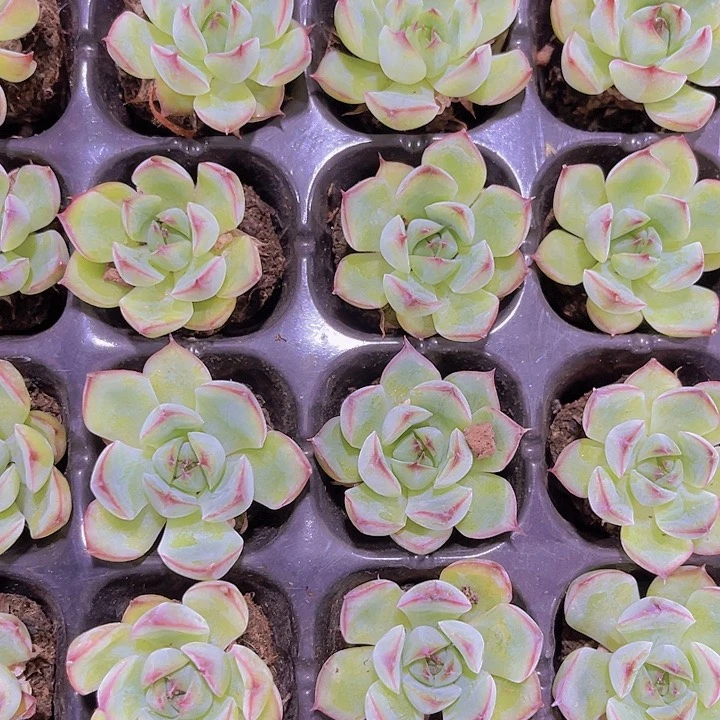 精品勾魂仙子多肉植物