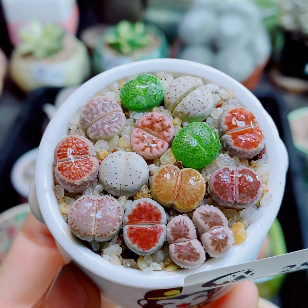 生石花花花花花花花花281