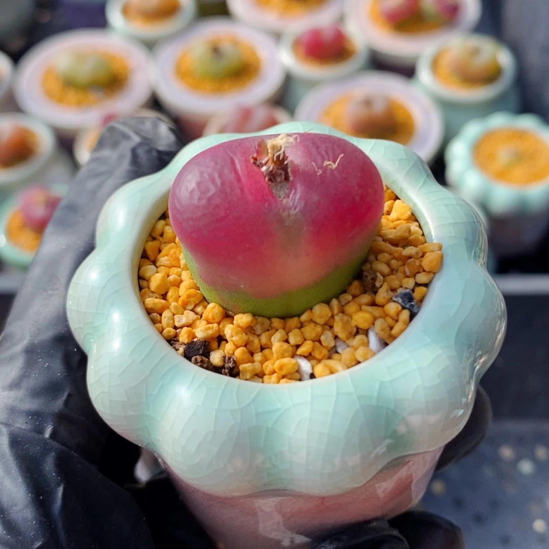 4847--一物一拍 带盆