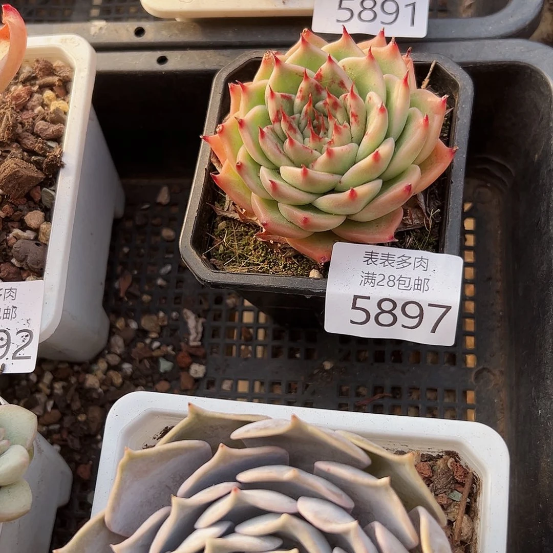 9号爱**?我们的确是一个5897