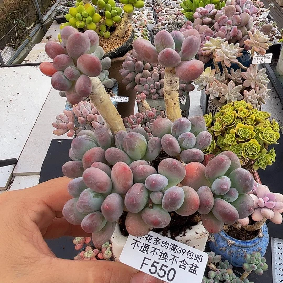 苹果奶酪550/9cm多肉