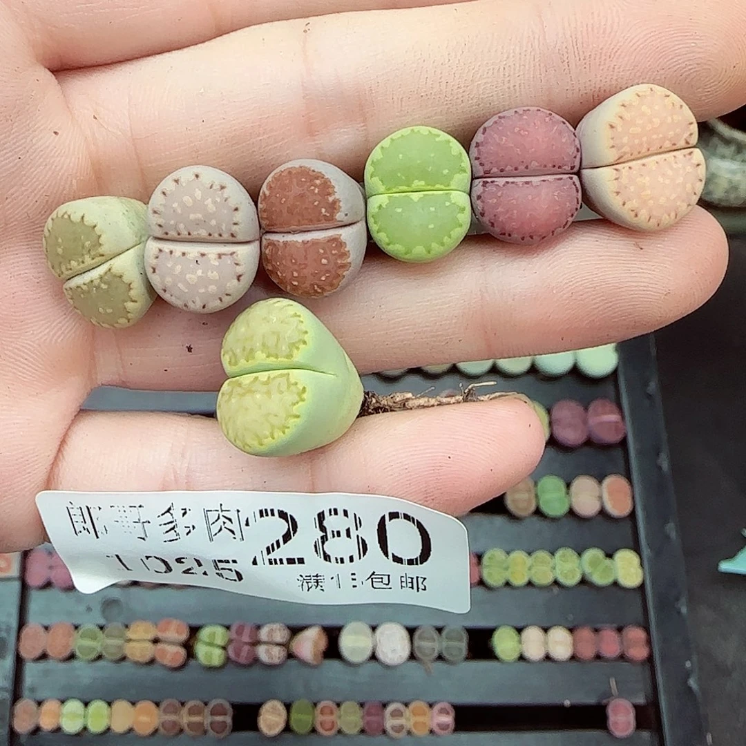 *****满满18包邮1025-280