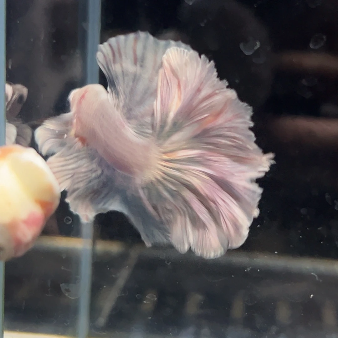 斗鱼23号特价灰粉色