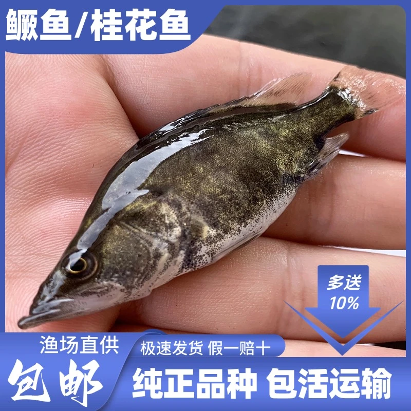 鳜鱼 桂花鱼凶猛路亚 翘嘴白鳜 淡水养殖活体观赏