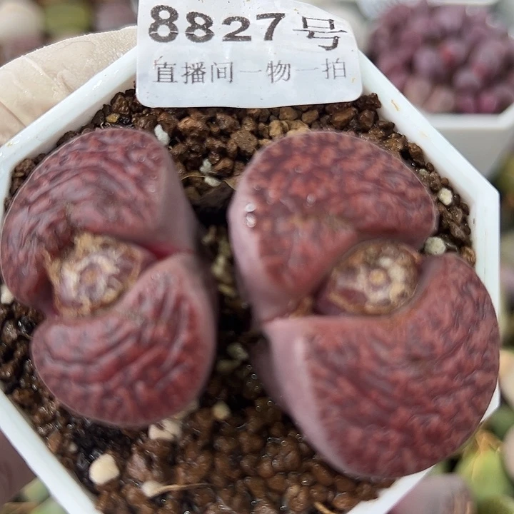 8827七年酒红大双头有点邹特价