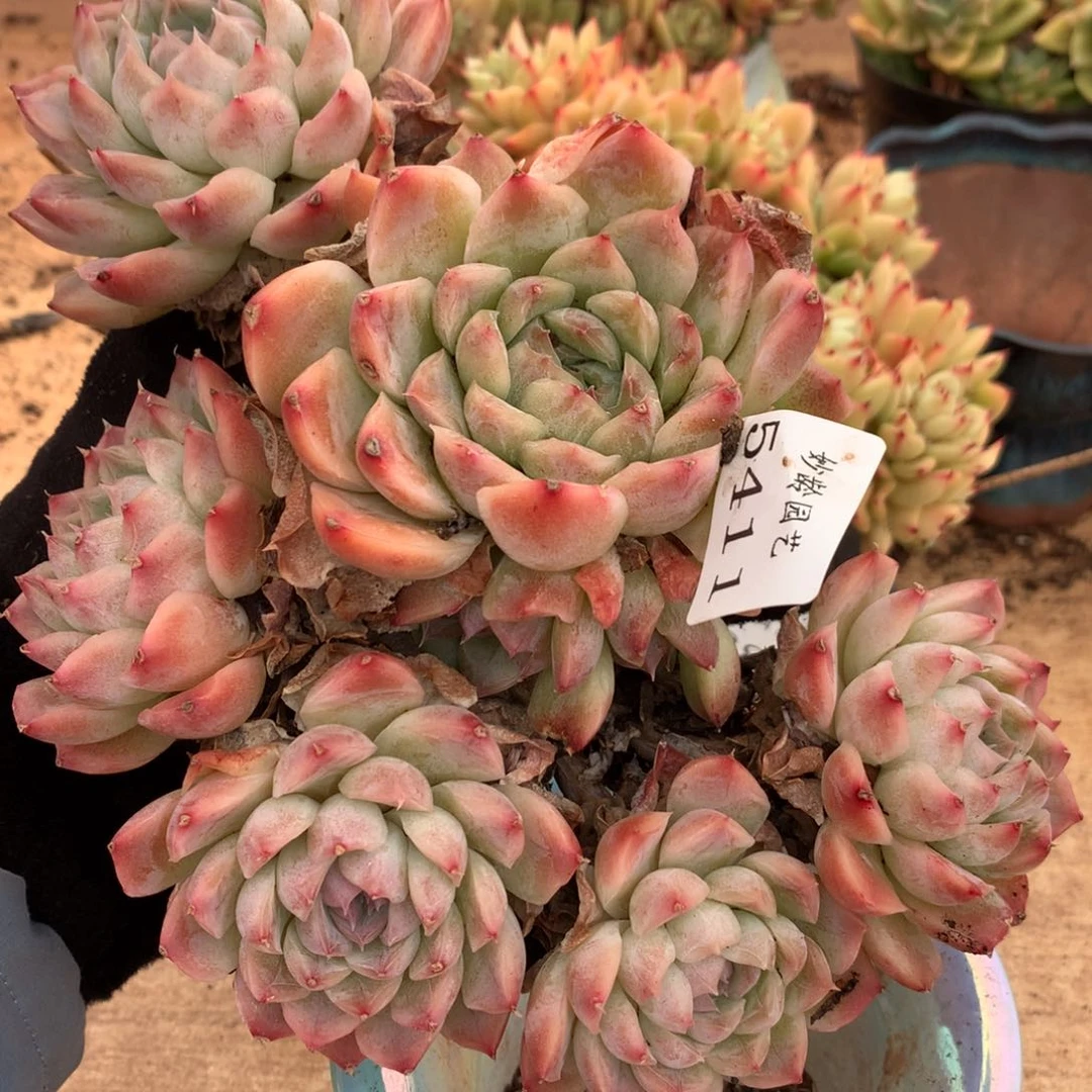 5411杂交多肉老桩