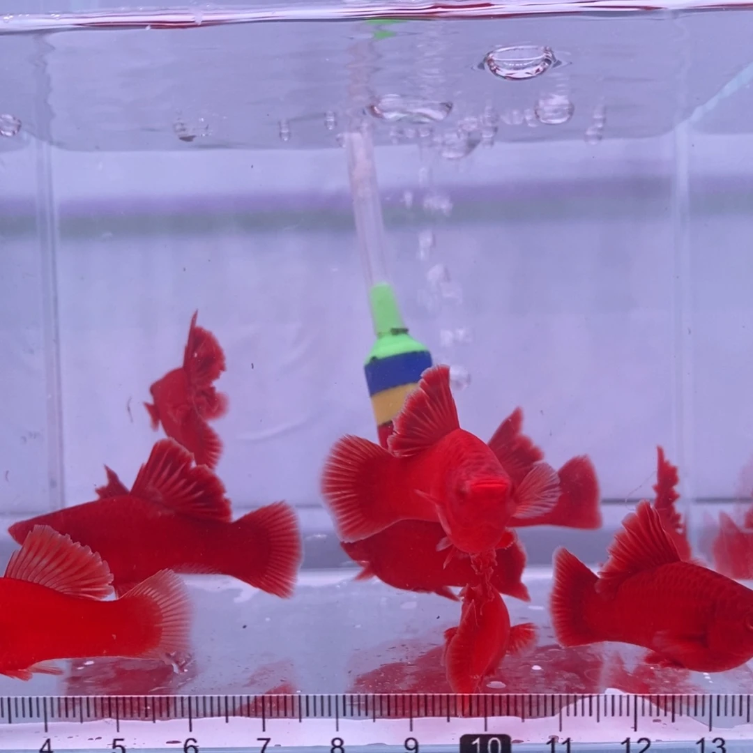 红剑鱼红剑亚成4公6母
